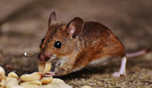 24 Hour & Emergency Exterminators in Alledonia, OH